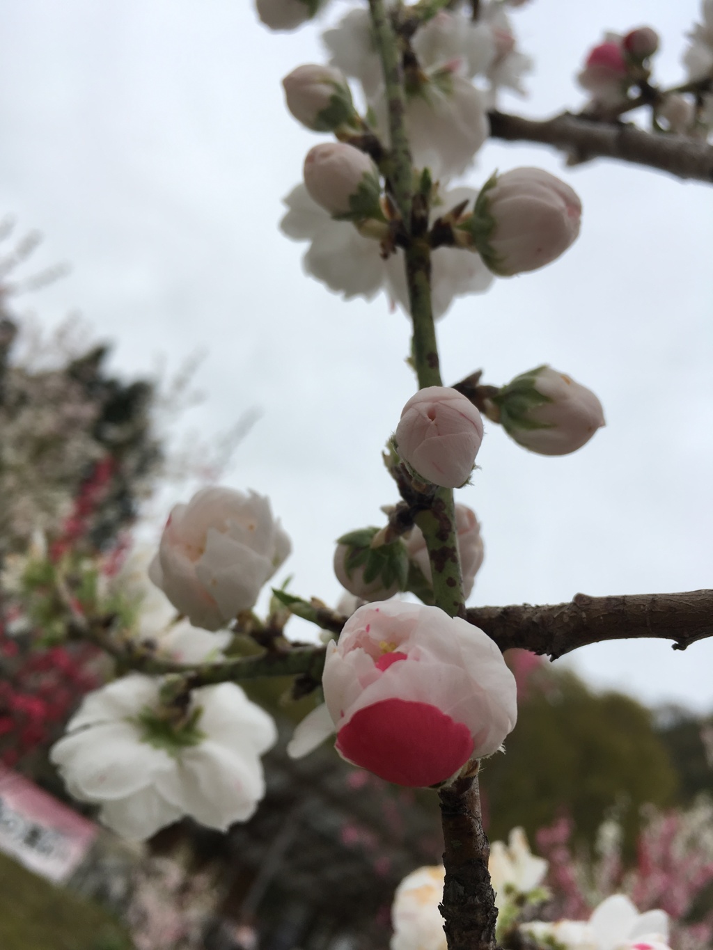 花桃6