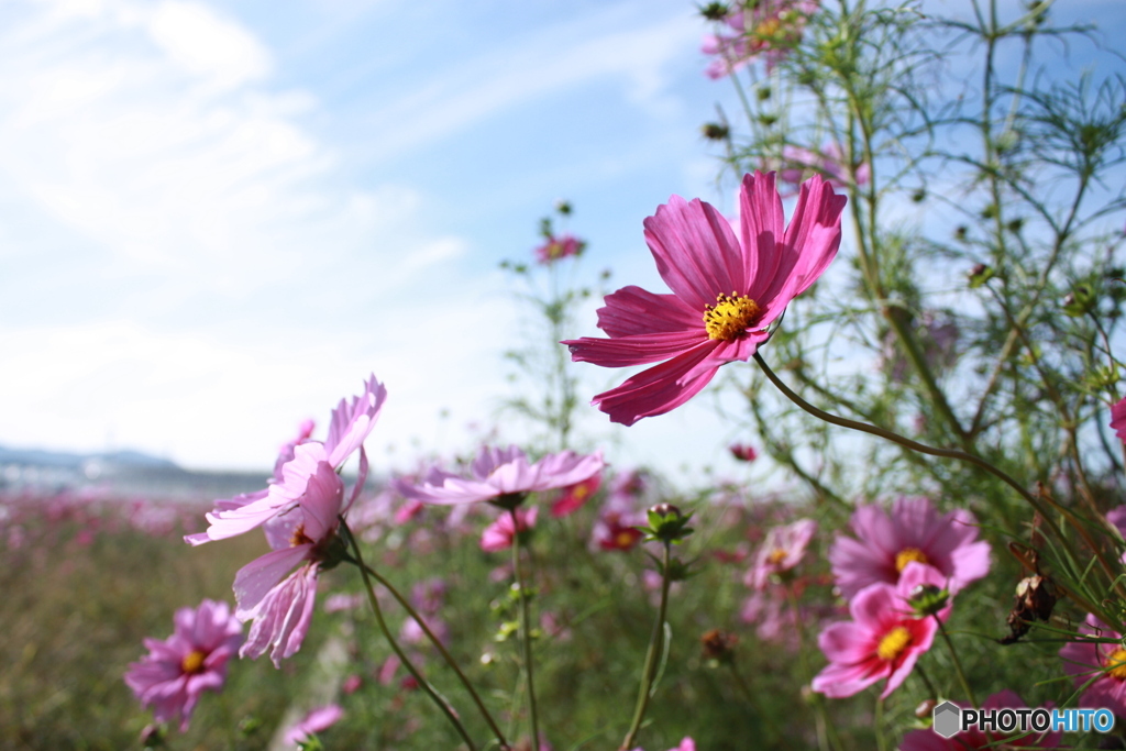 秋桜1