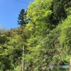 新緑