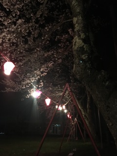 提灯と桜