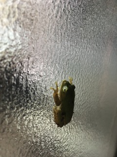 カエル