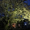 夜桜