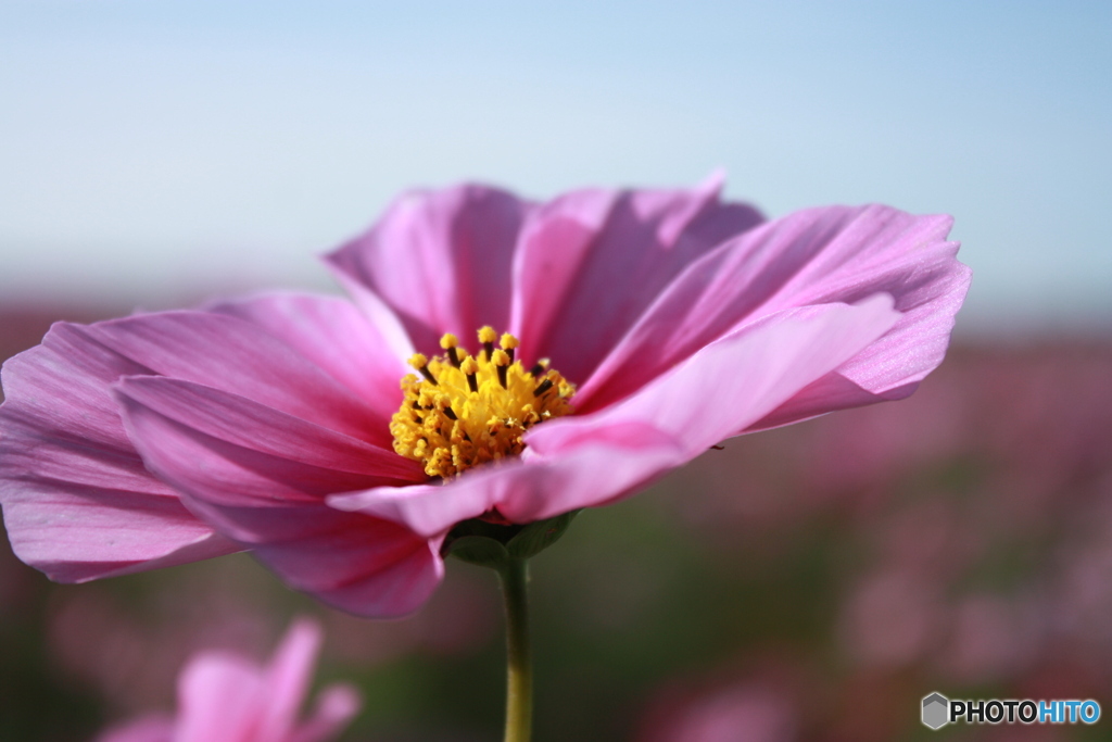 秋桜10