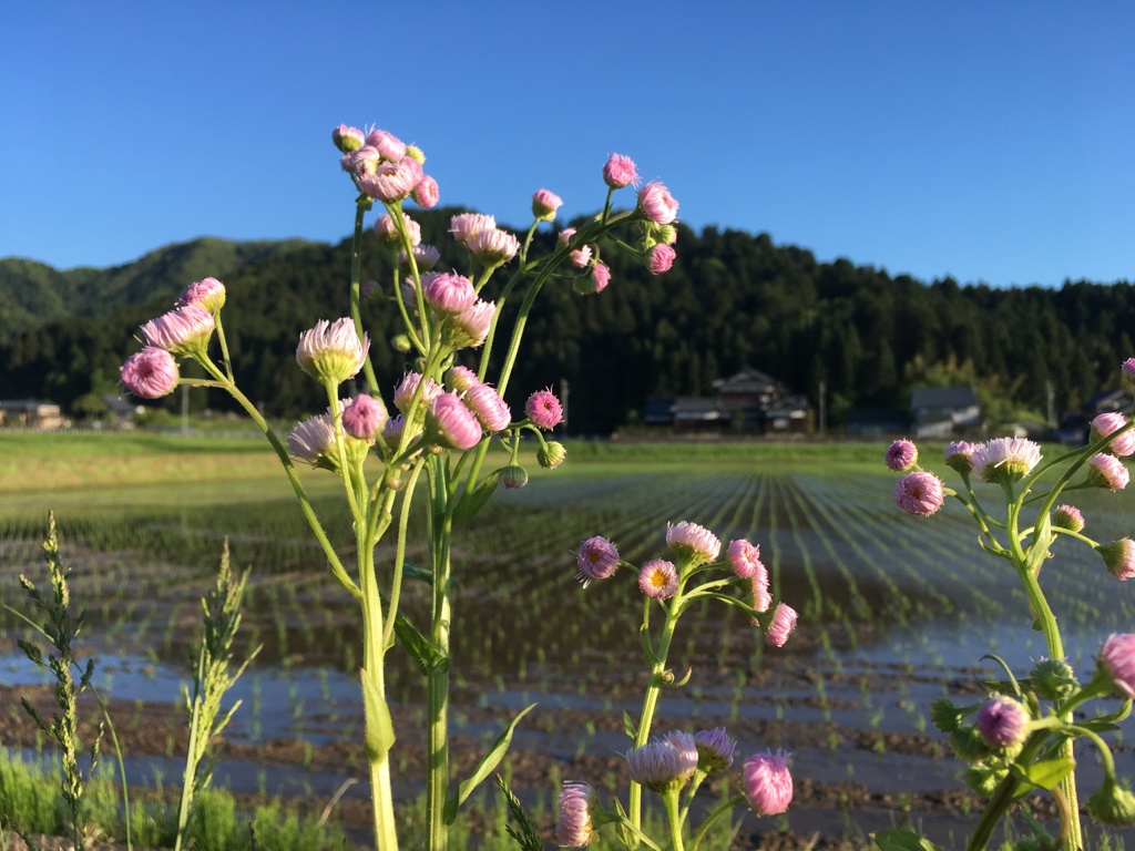 薄ピンク