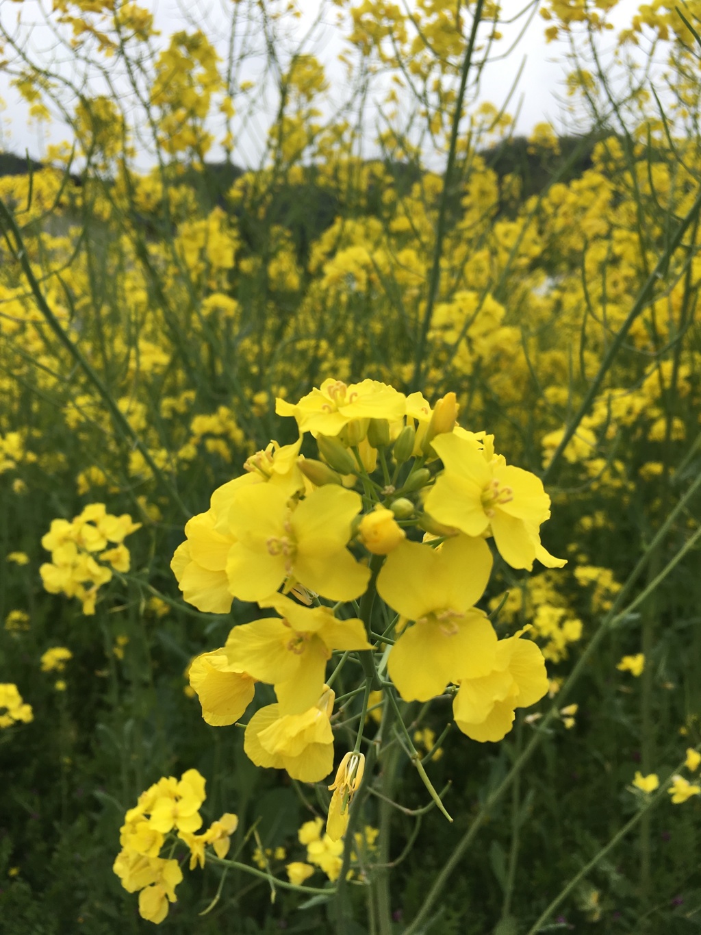 菜の花2