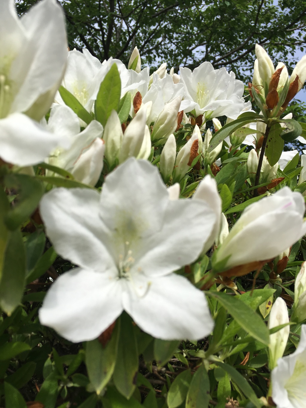 西山公園23