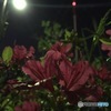 赤赤と