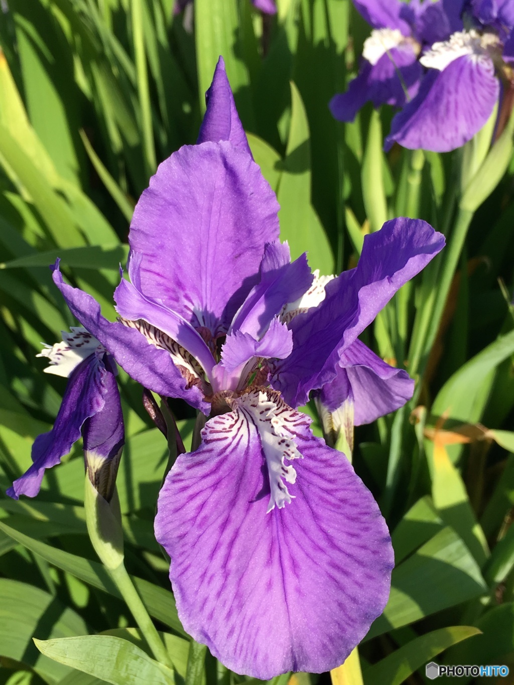 菖蒲3