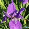 菖蒲3