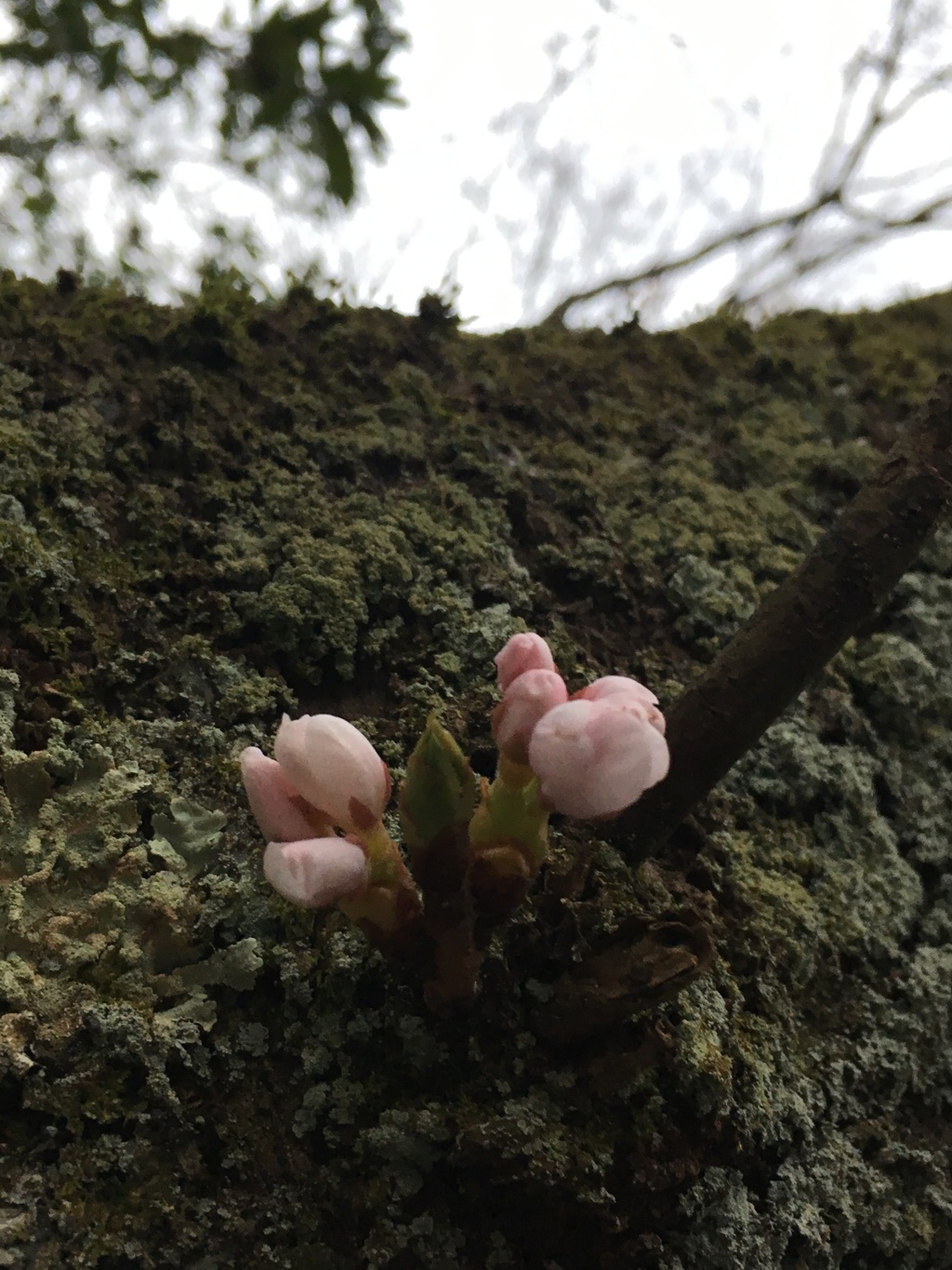 花見足羽山３