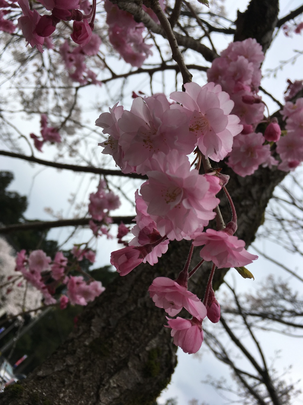 さくら