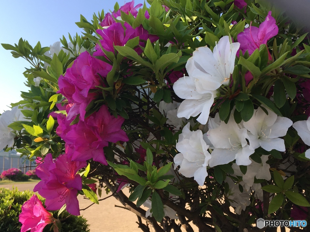 公園にて白とピンクのつつじ