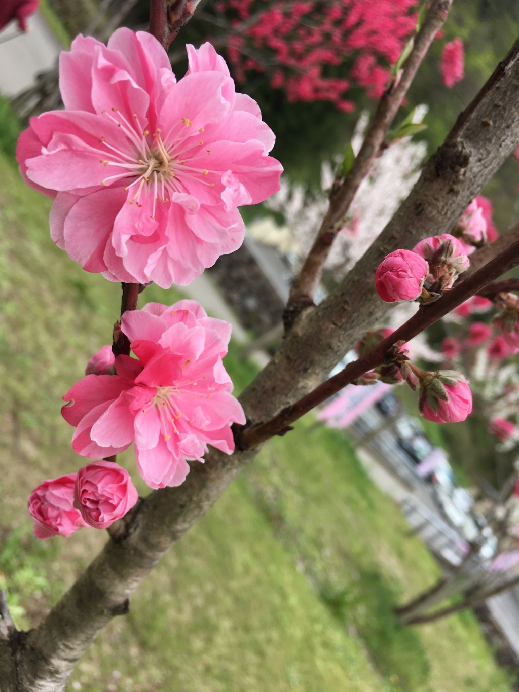 花桃2