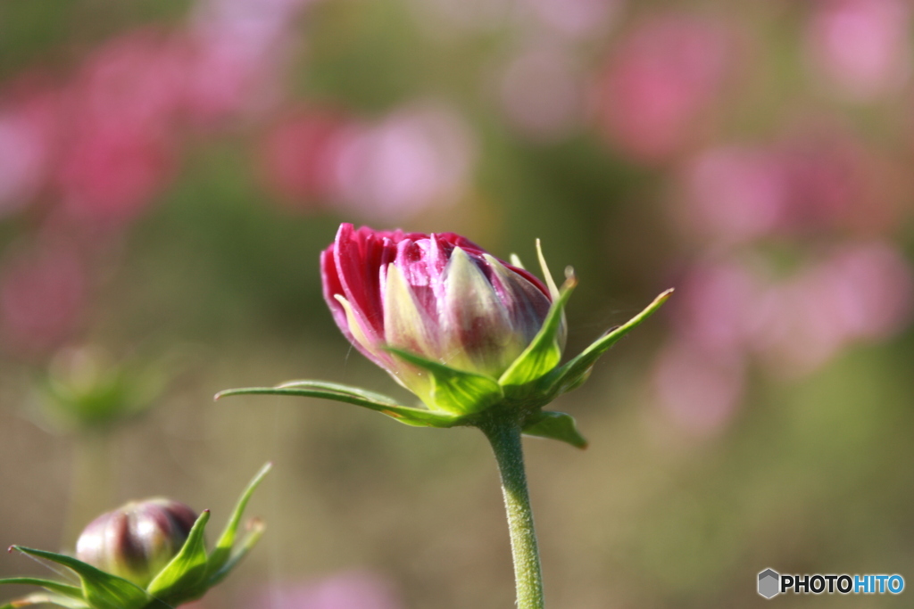 秋桜3 咲き始め