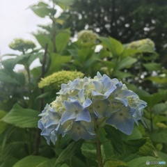 紫陽花3