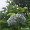 紫陽花3