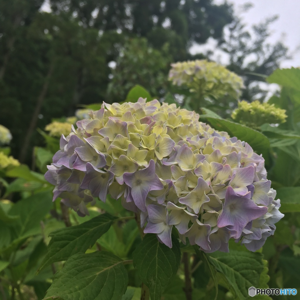 紫陽花4