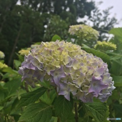 紫陽花4