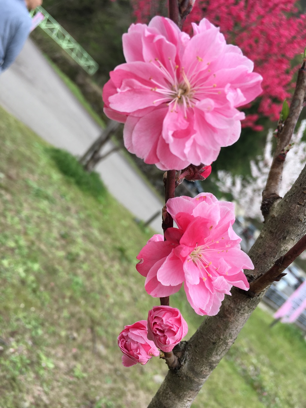 花桃1