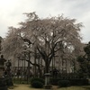 花見足羽山4