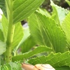何処へ行く2