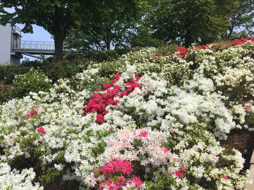 西山公園16