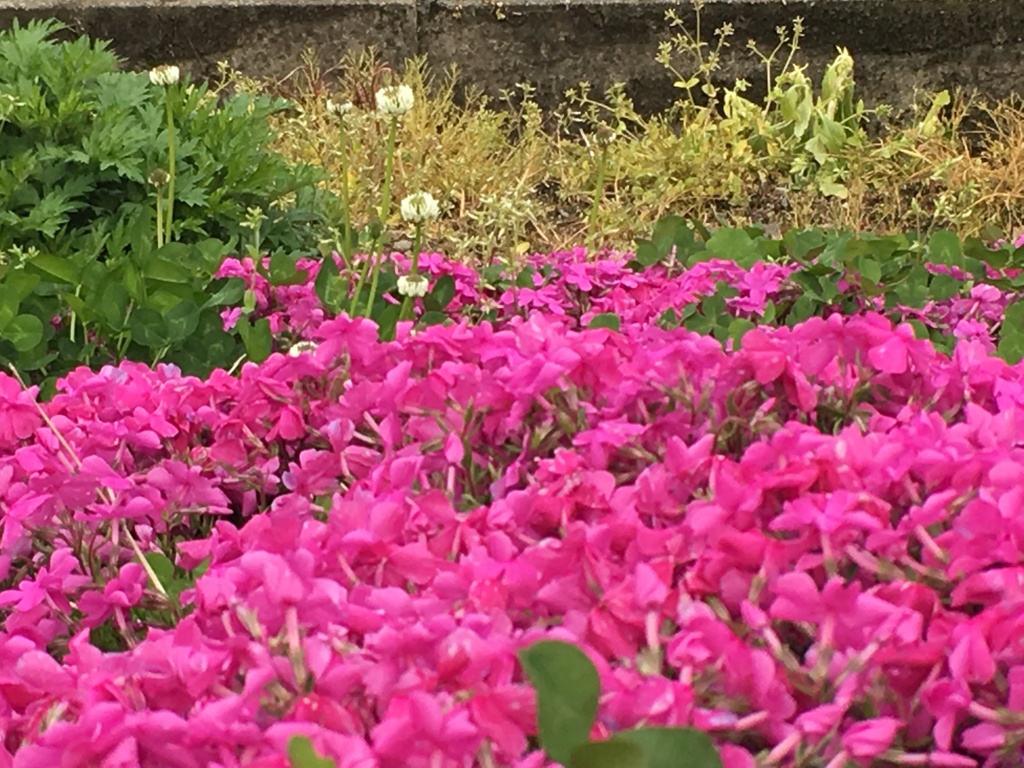 シロツメクサと芝桜