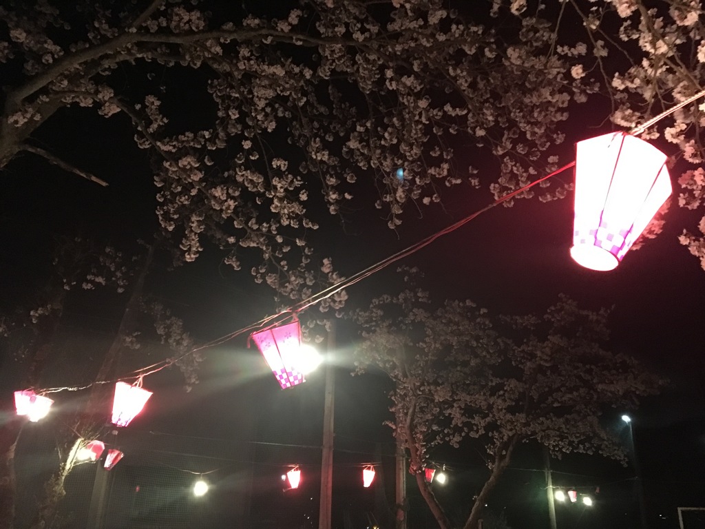 提灯と桜3