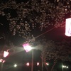 提灯と桜3