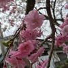 さくら2