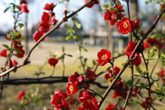 春4