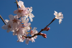 春6
