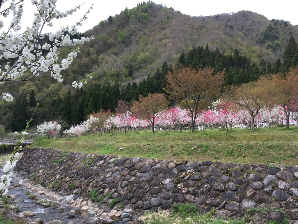 花桃8