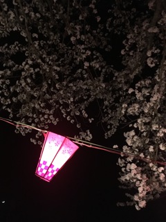 提灯と桜2