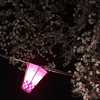 提灯と桜2