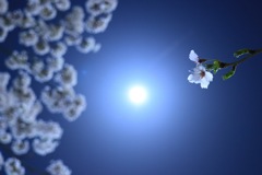夜桜満開