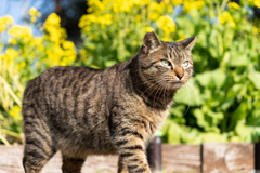 菜の花と猫