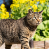 菜の花と猫