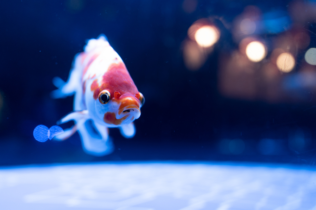 金魚