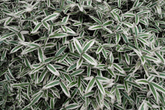 草