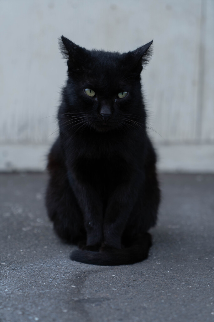 黒ねこ