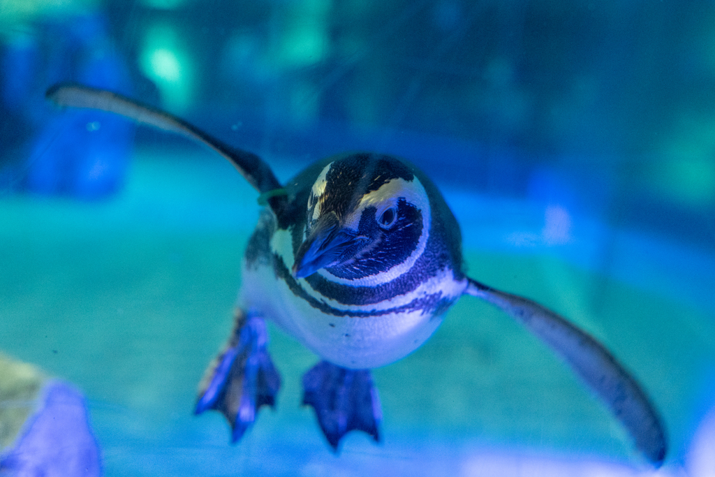 ペンギン