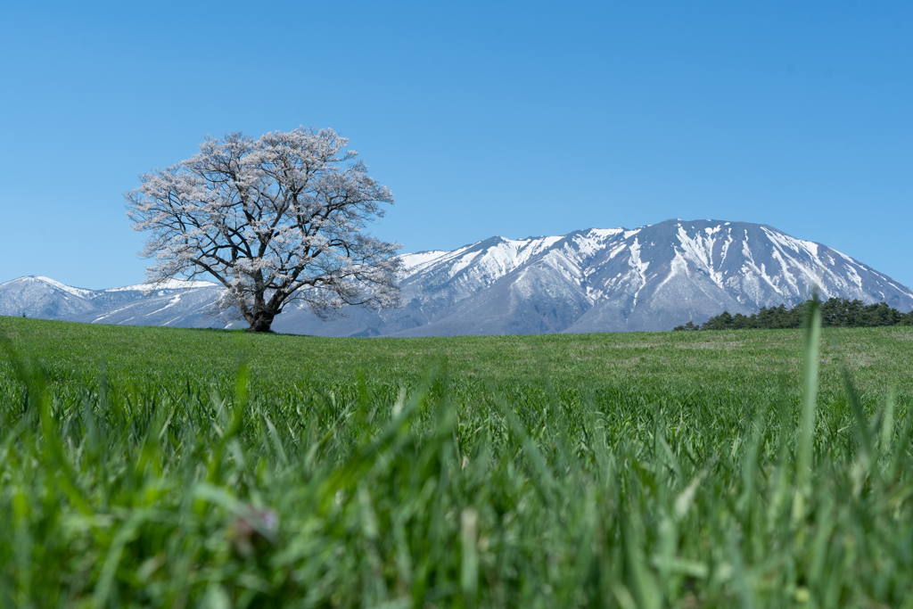 一本桜