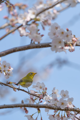 メジロと桜