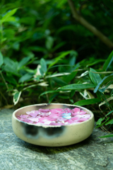 緑と紫陽花