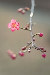 つぼみと花