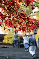 紅葉