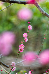 梅の花