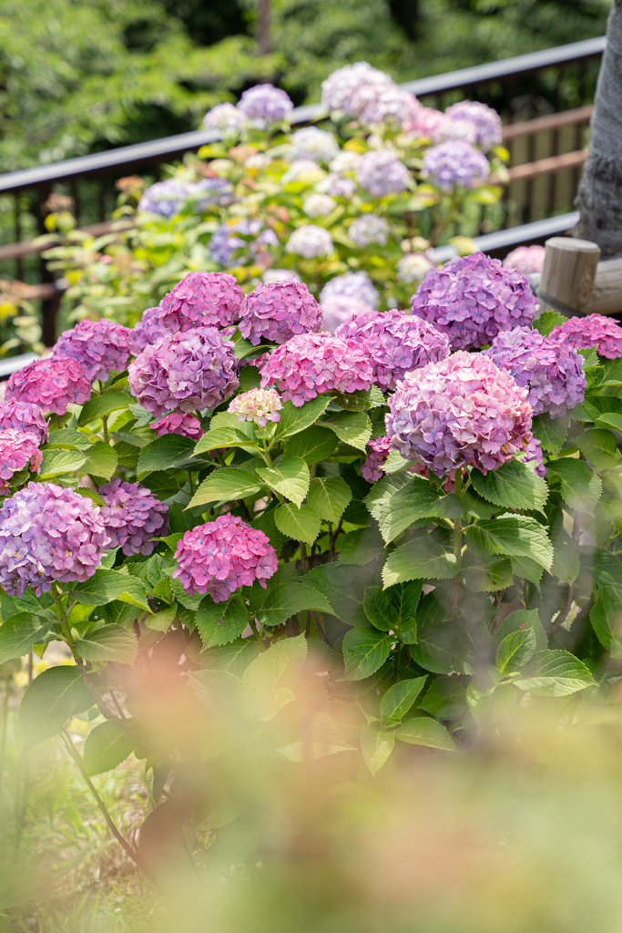 赤の紫陽花