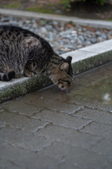 水飲み